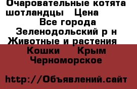 Очаровательные котята шотландцы › Цена ­ 2 000 - Все города, Зеленодольский р-н Животные и растения » Кошки   . Крым,Черноморское